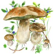 Mushrooms app