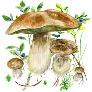 Mushrooms app
